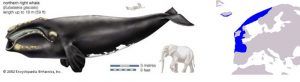 LETICIA, LA TENAZ BALLENA DE FUENTERRABIA