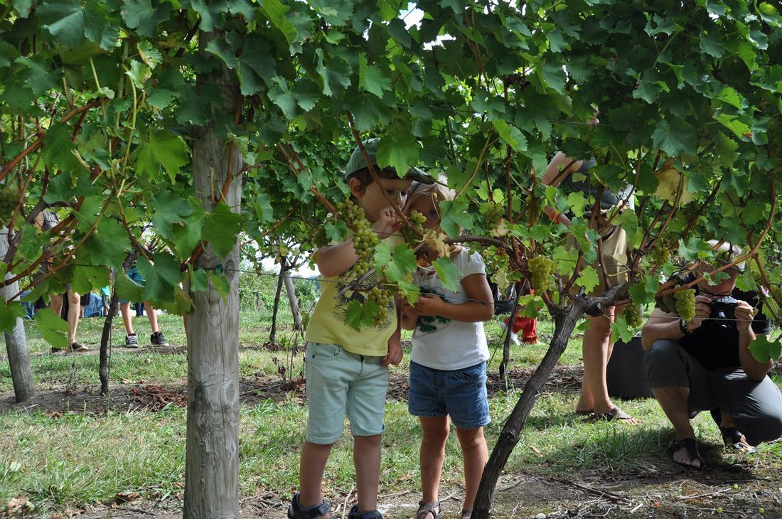 hiruztavendimia2016